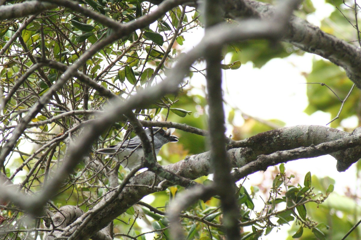 Large Cuckooshrike - ML186310051