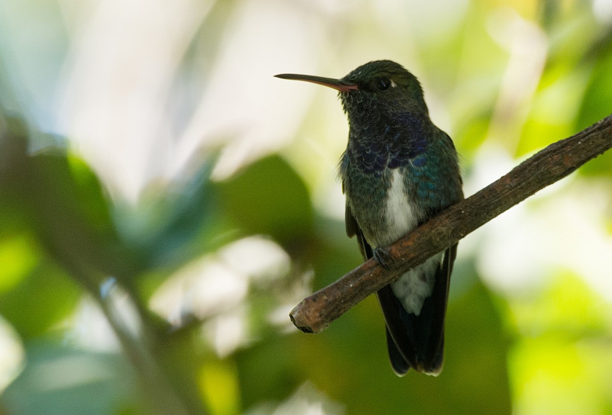 Sapphire-spangled Emerald - ML186311571