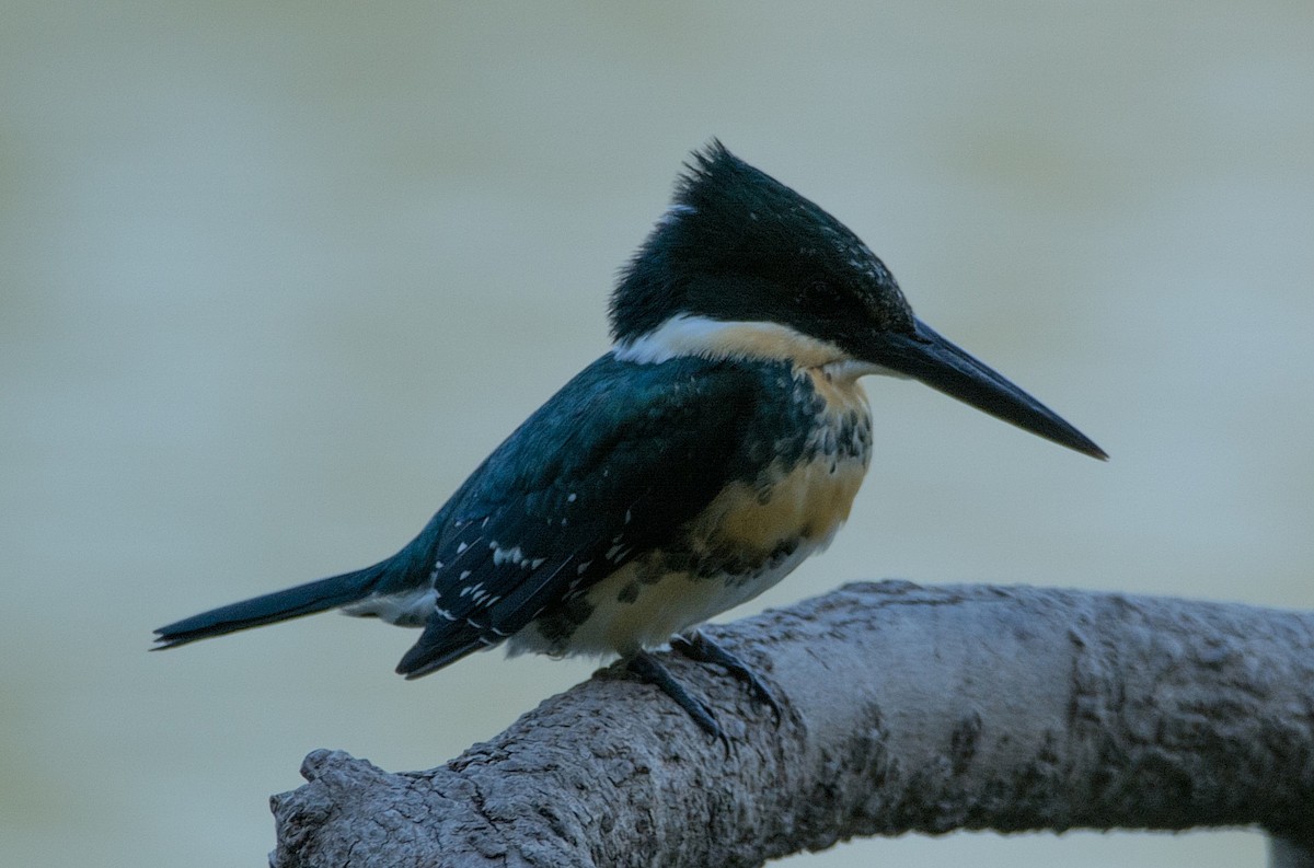 Green Kingfisher - LUCIANO BERNARDES