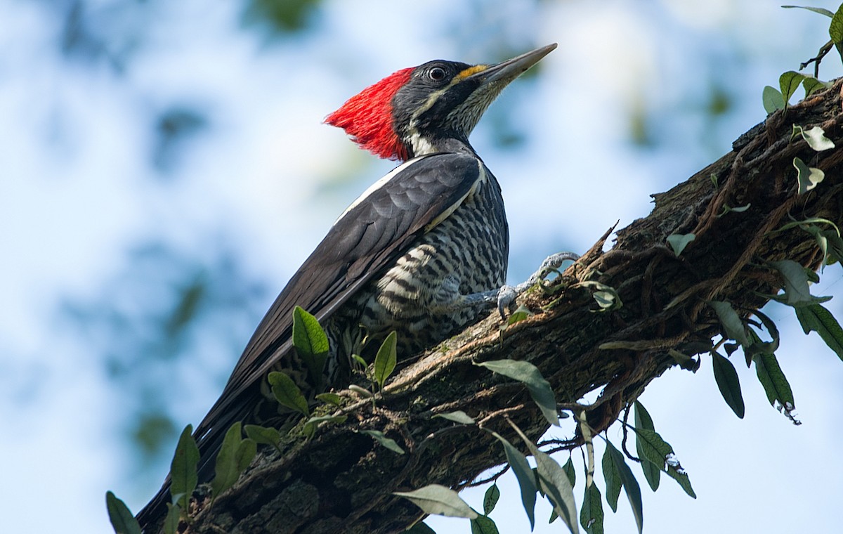 Lineated Woodpecker - ML186311791