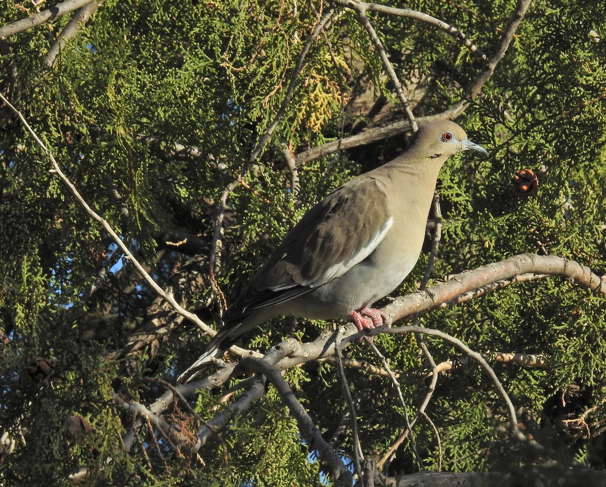 White-winged Dove - ML186312201