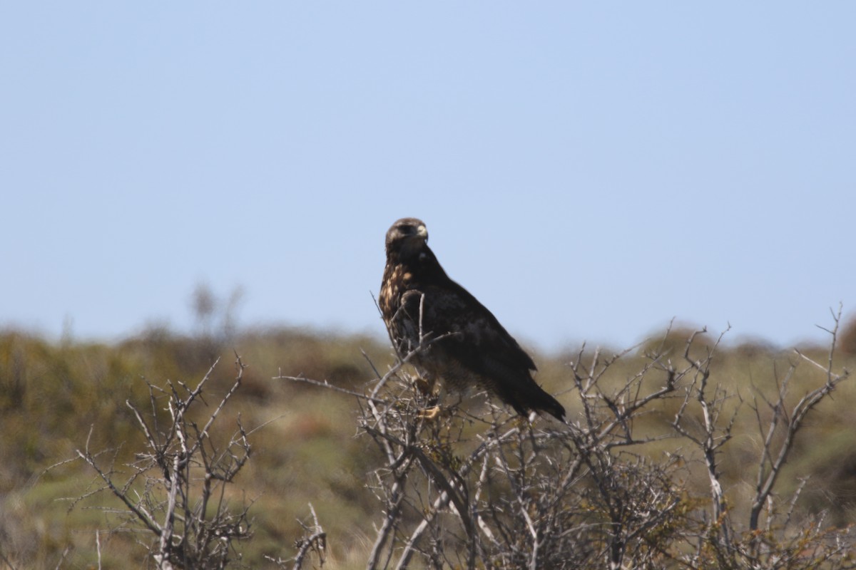 Black-chested Buzzard-Eagle - ML186312641