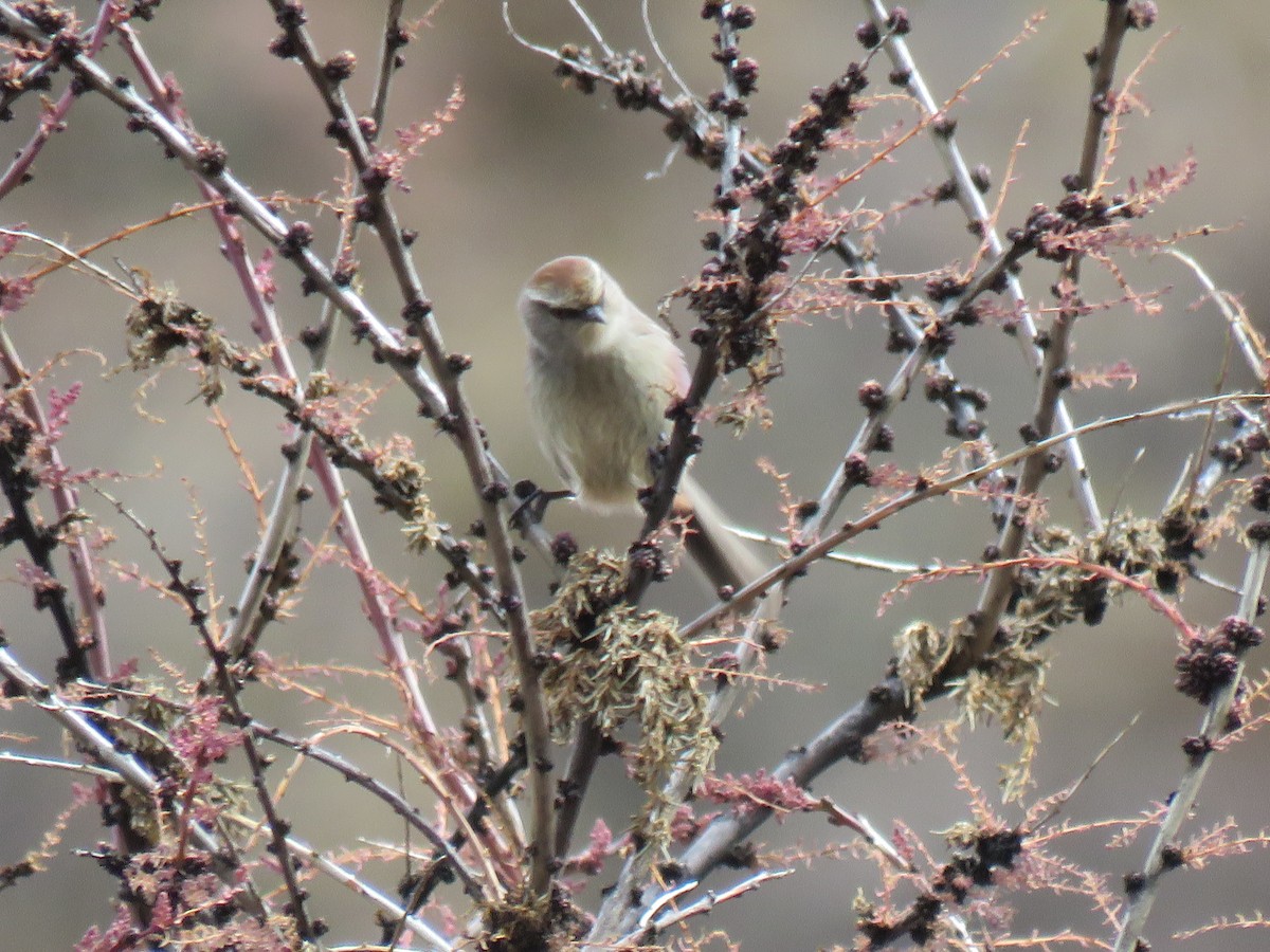 White-browed Tit-Warbler - ML186313271