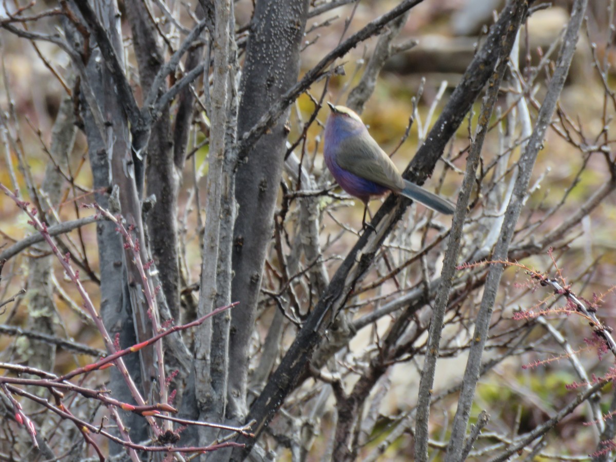 White-browed Tit-Warbler - ML186313381