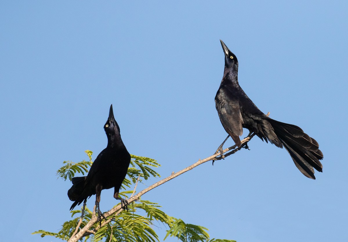 Great-tailed Grackle - Iris Kilpatrick