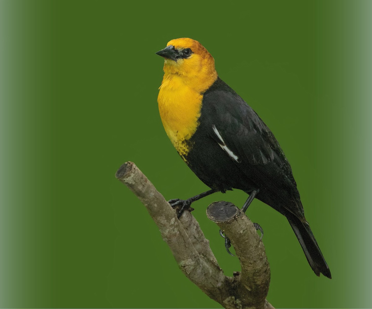 Yellow-headed Blackbird - Iris Kilpatrick