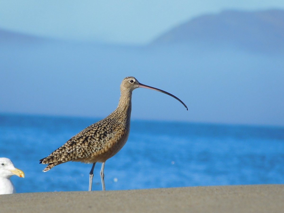 Long-billed Curlew - ML186315391