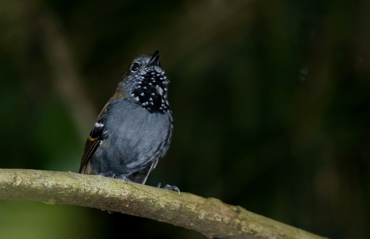 Star-throated Antwren - LUCIANO BERNARDES