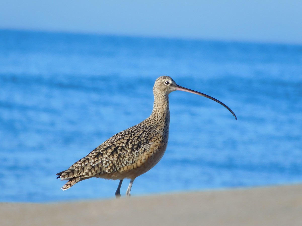 Long-billed Curlew - ML186315531