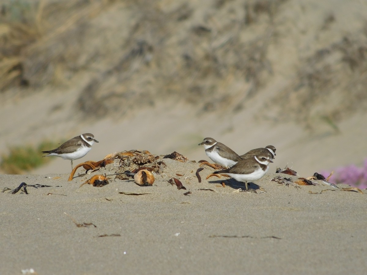Semipalmated Plover - ML186315731
