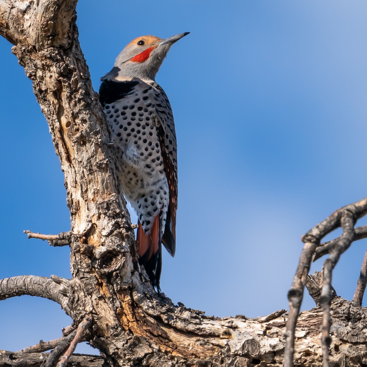 Northern Flicker - ML186315911