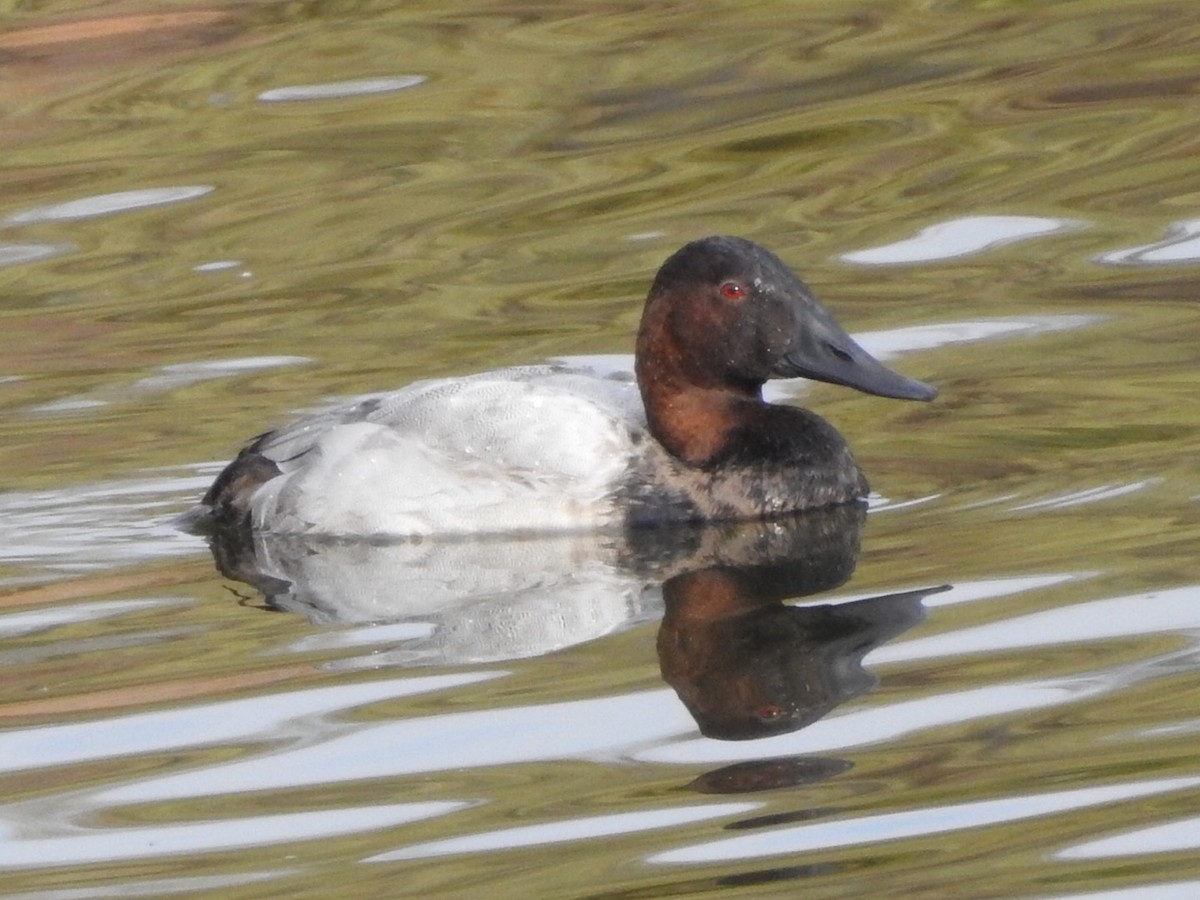 Canvasback - ML186317461