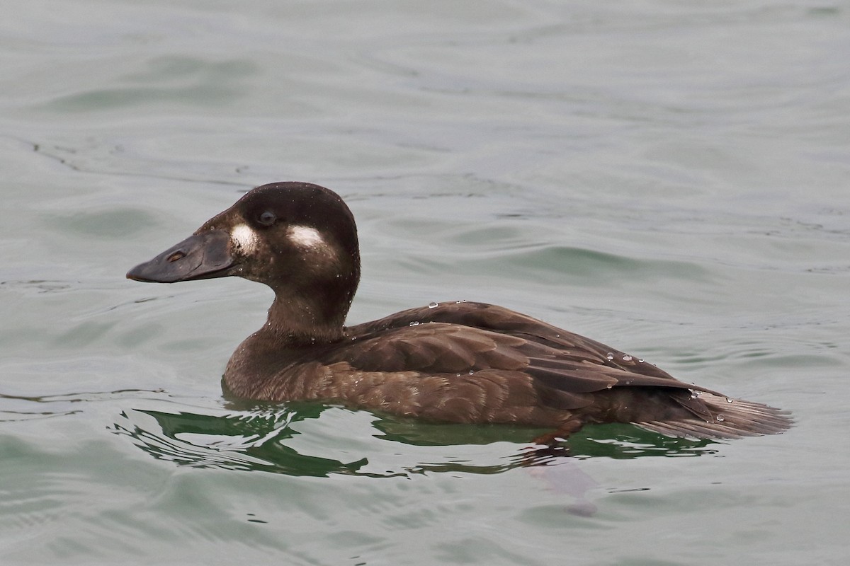 Surf Scoter - Joe Wing