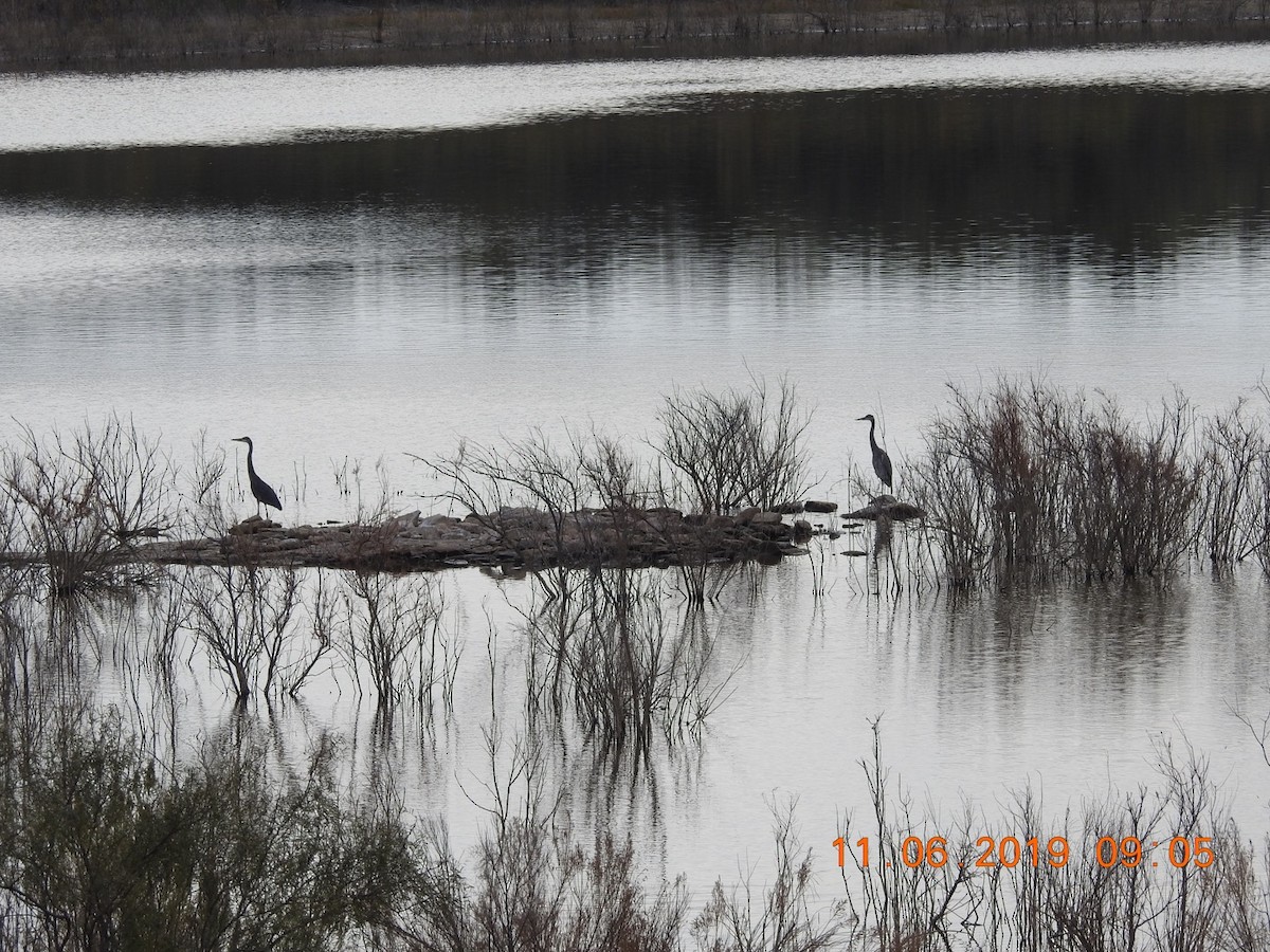 Great Blue Heron - ML186318301