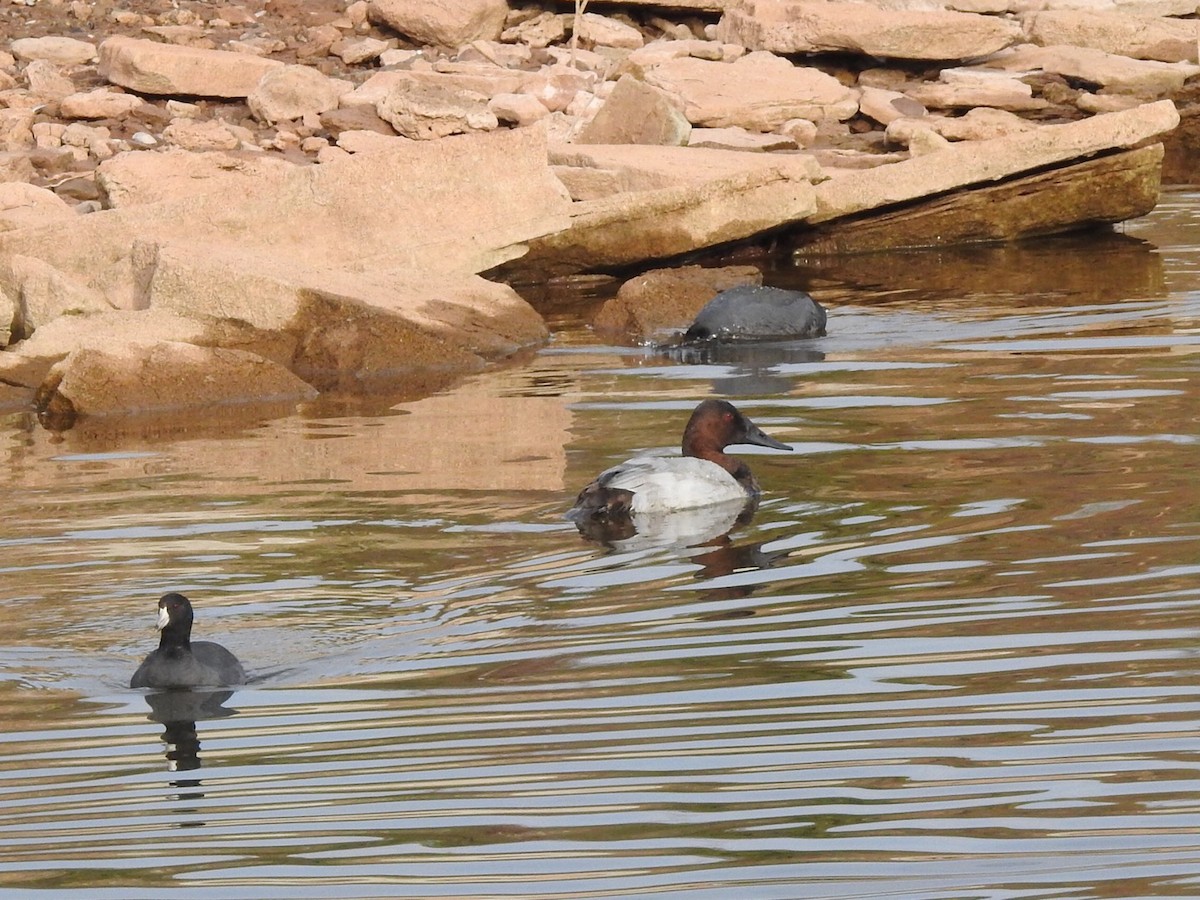 American Coot - ML186318361