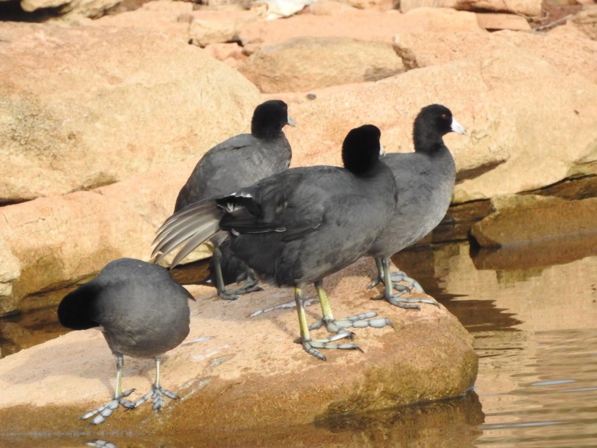 American Coot - ML186318371