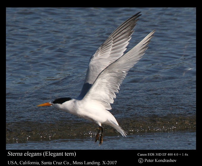 Elegant Tern - Peter Kondrashov