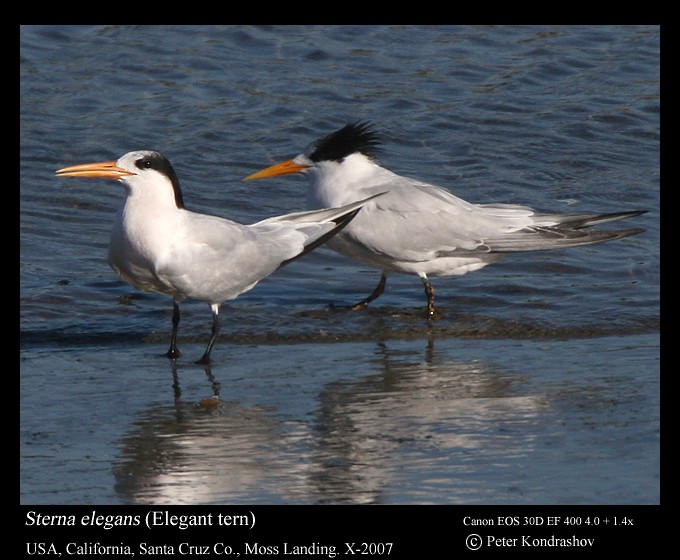 Elegant Tern - Peter Kondrashov