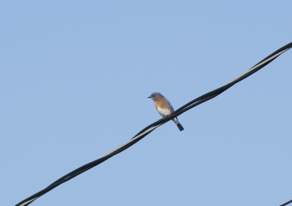 Eastern Bluebird - ML186323911