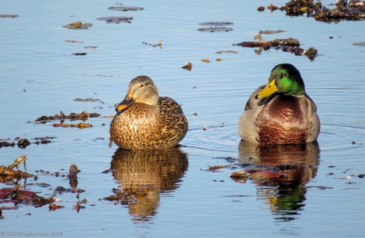 Mallard - Marianne Ofenloch