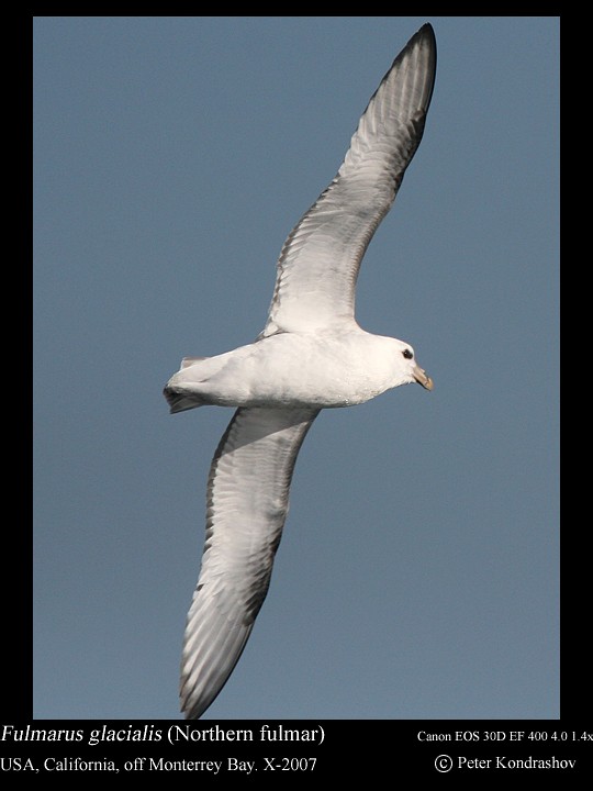 Fulmar Boreal (Pacífico) - ML186324611