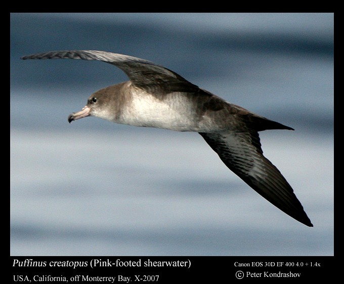 Pink-footed Shearwater - Peter Kondrashov