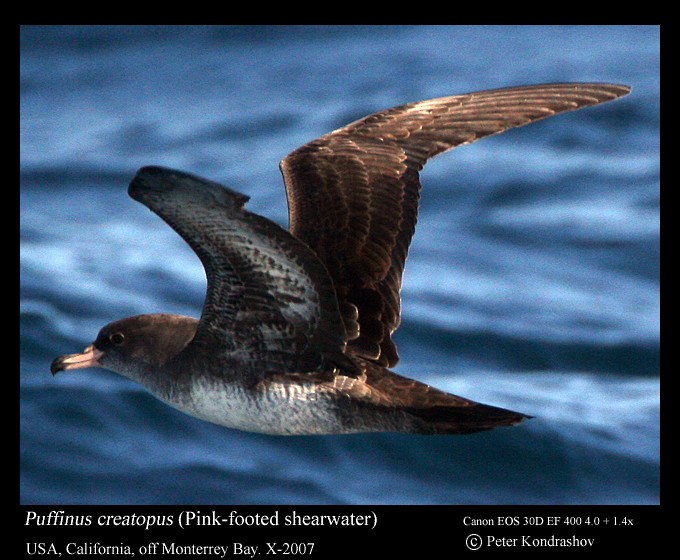 Pink-footed Shearwater - Peter Kondrashov