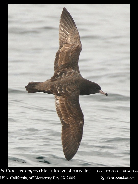 Flesh-footed Shearwater - ML186324751