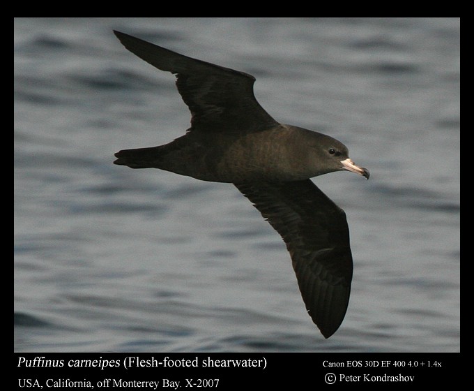 Flesh-footed Shearwater - ML186324771
