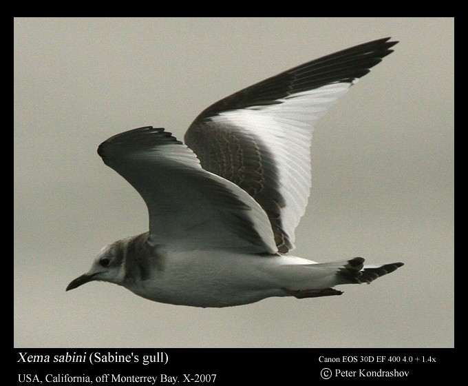 Sabine's Gull - ML186325251