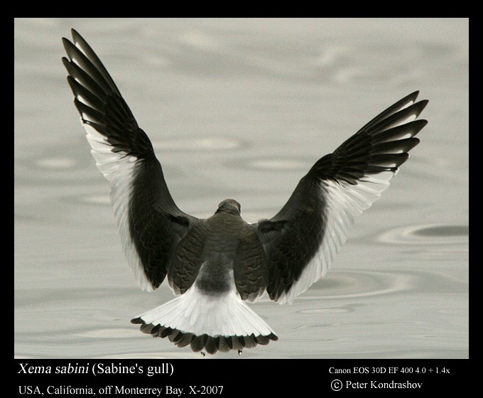 Sabine's Gull - ML186325261