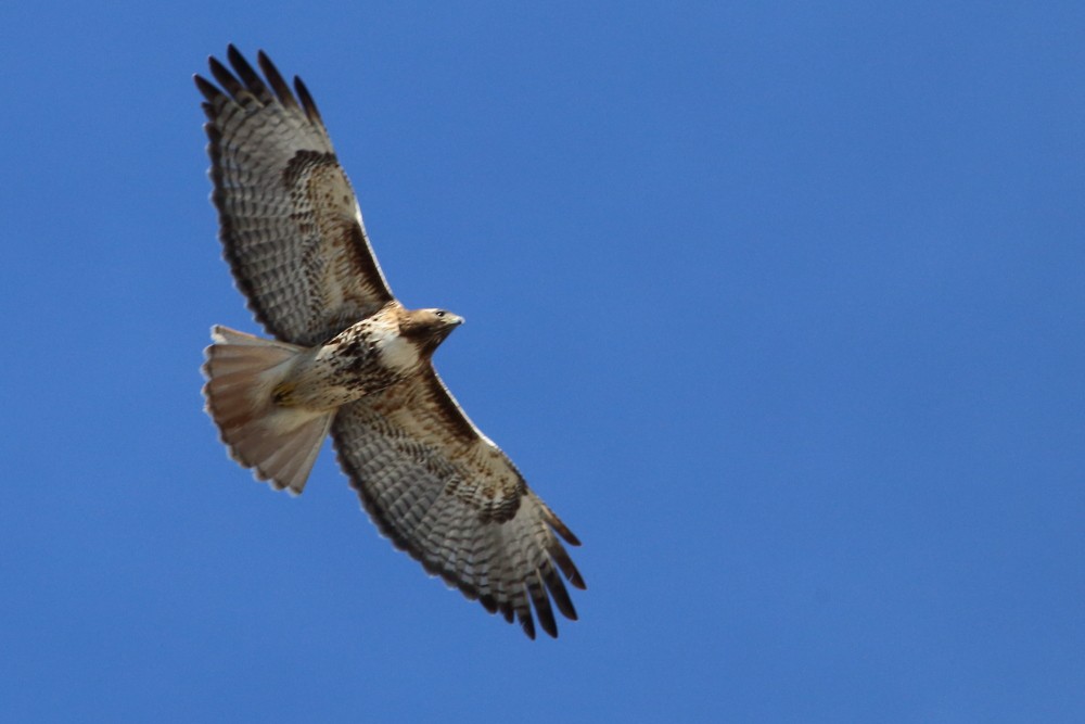 Red-tailed Hawk - ML186325291