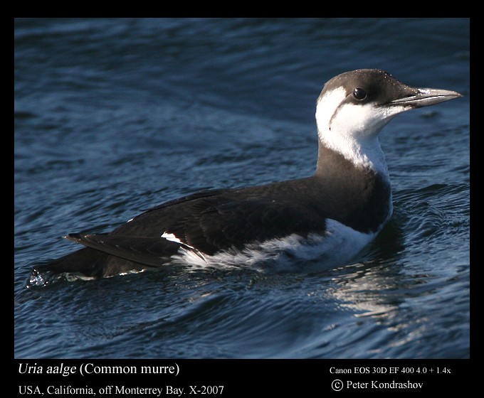 Guillemot marmette - ML186325961