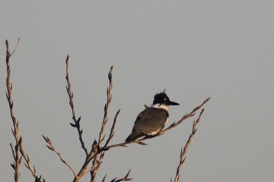 Belted Kingfisher - ML186327041