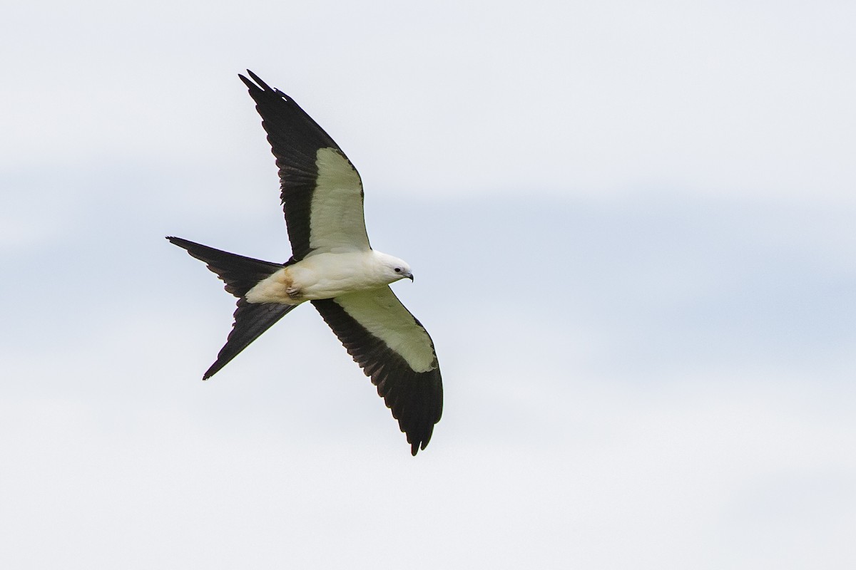 Swallow-tailed Kite - ML186327141