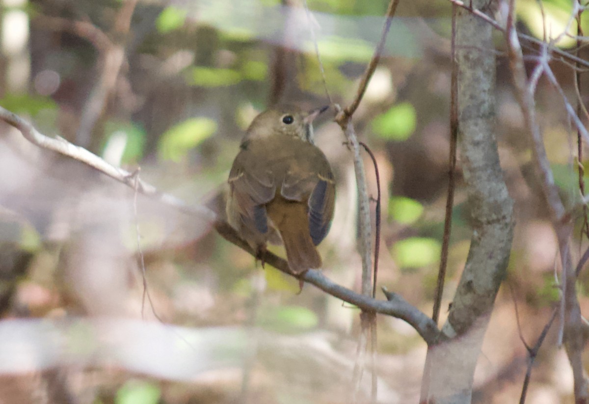 Hermit Thrush - ML186327701