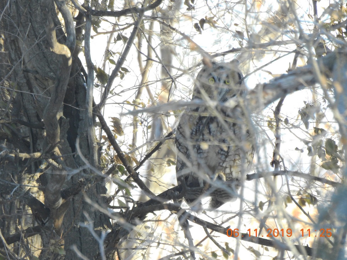 Long-eared Owl - ML186327771