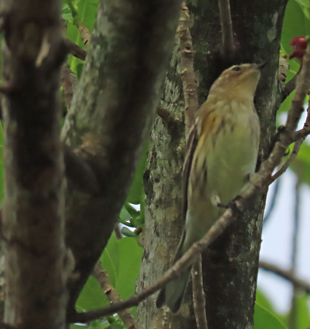 Yellow-rumped Warbler - ML186328121