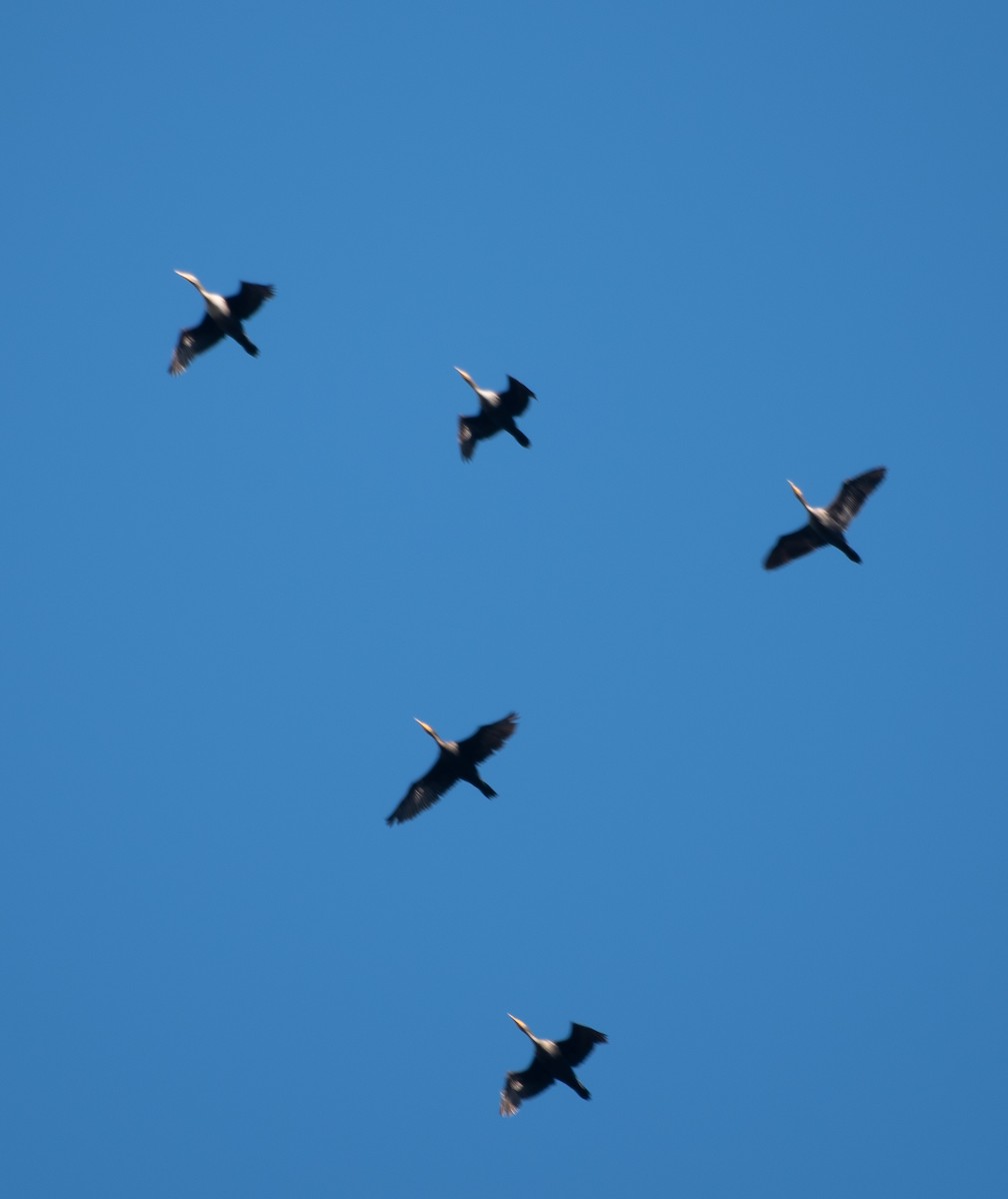 Double-crested Cormorant - ML186328681
