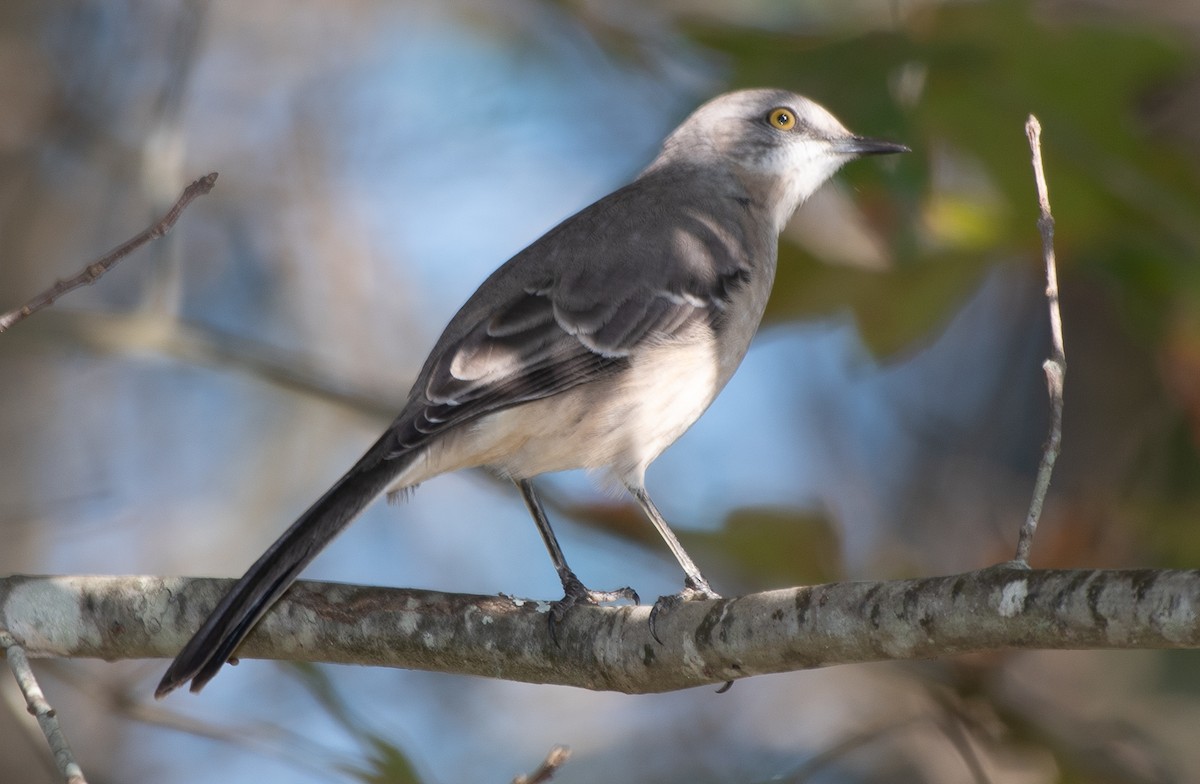 Northern Mockingbird - ML186328801
