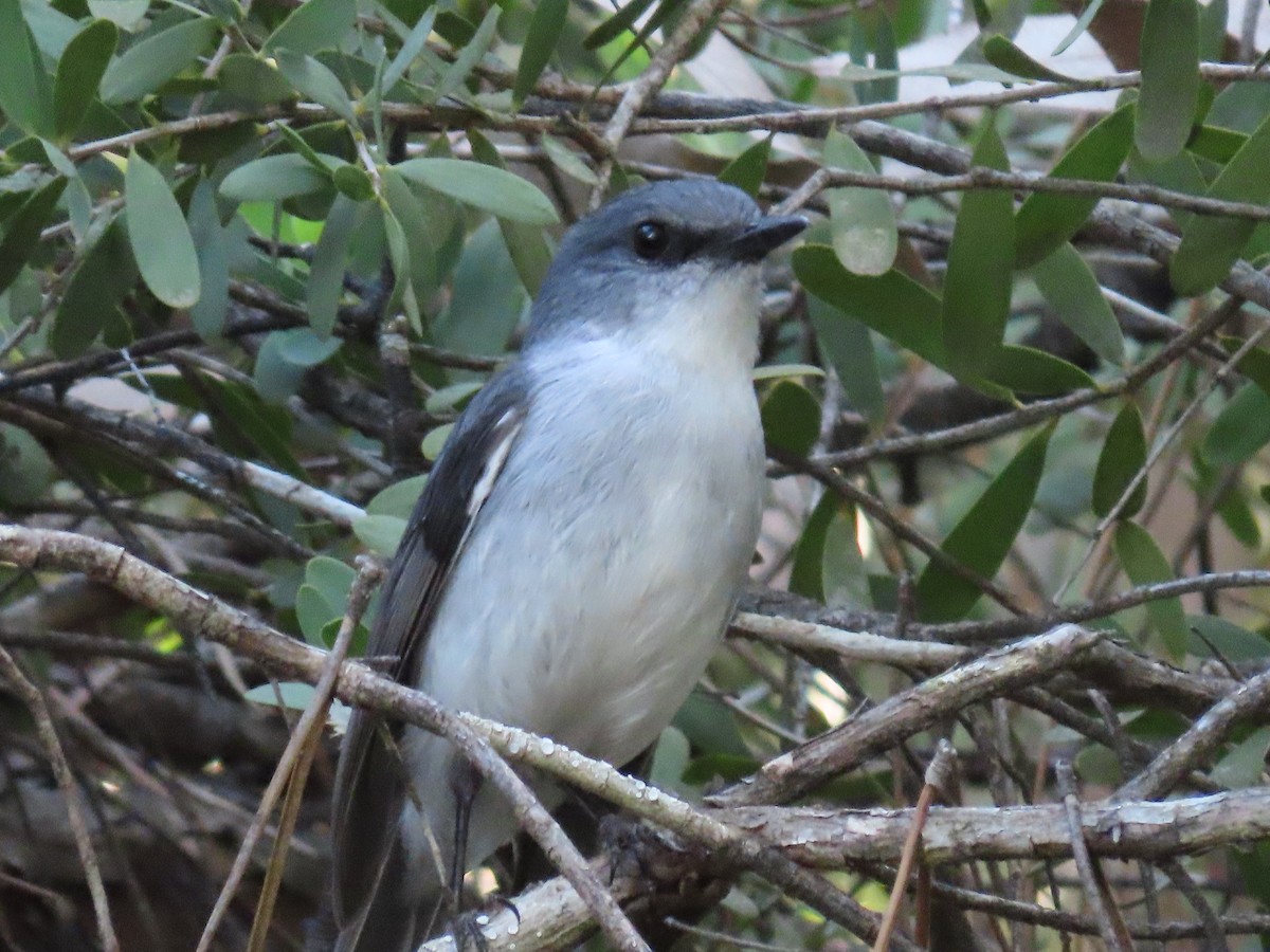 White-breasted Robin - ML186328891