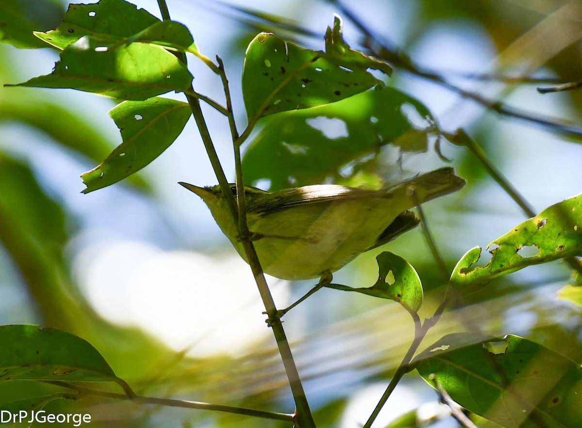 Green Warbler - Dr George P J