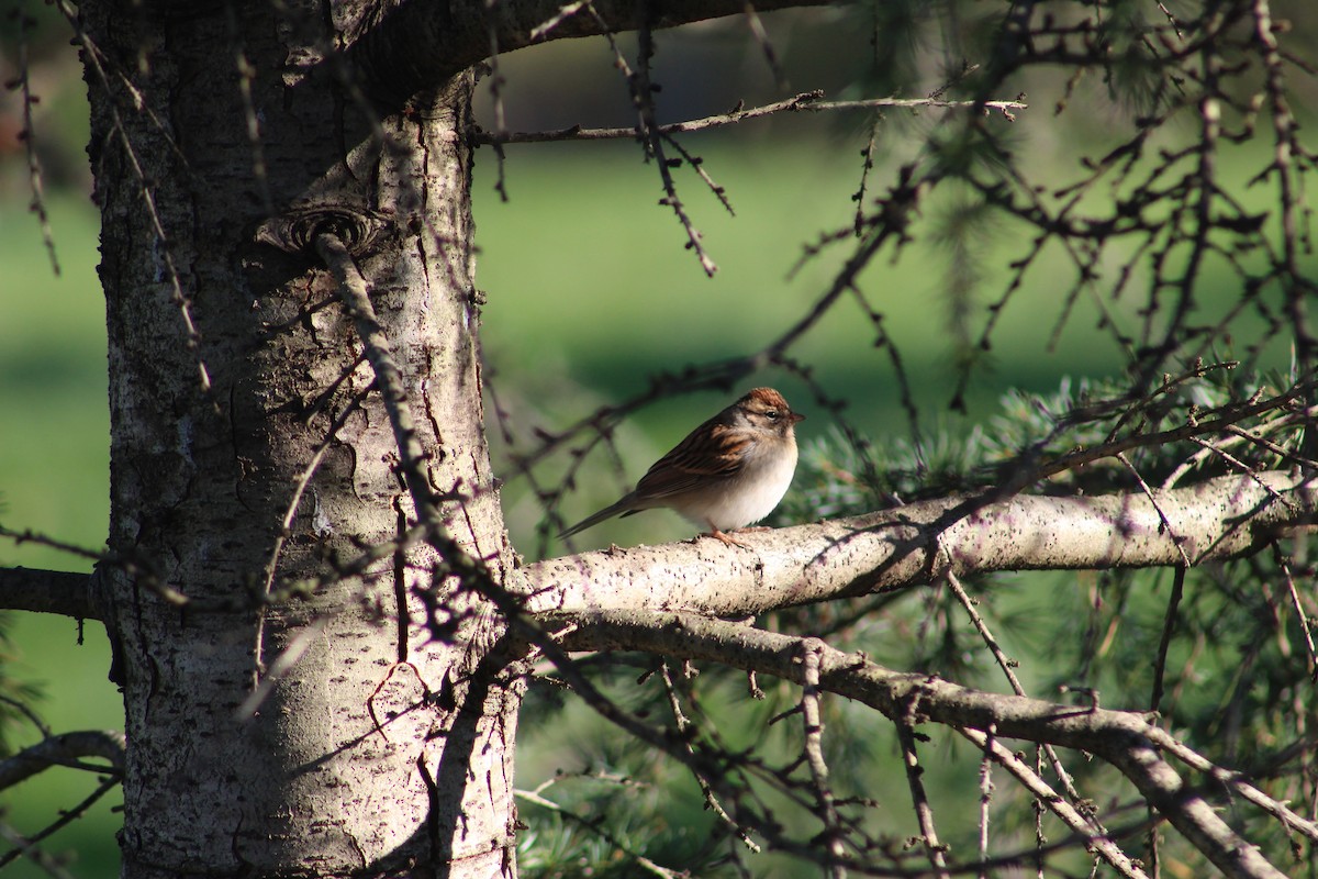 Chipping Sparrow - ML186331101