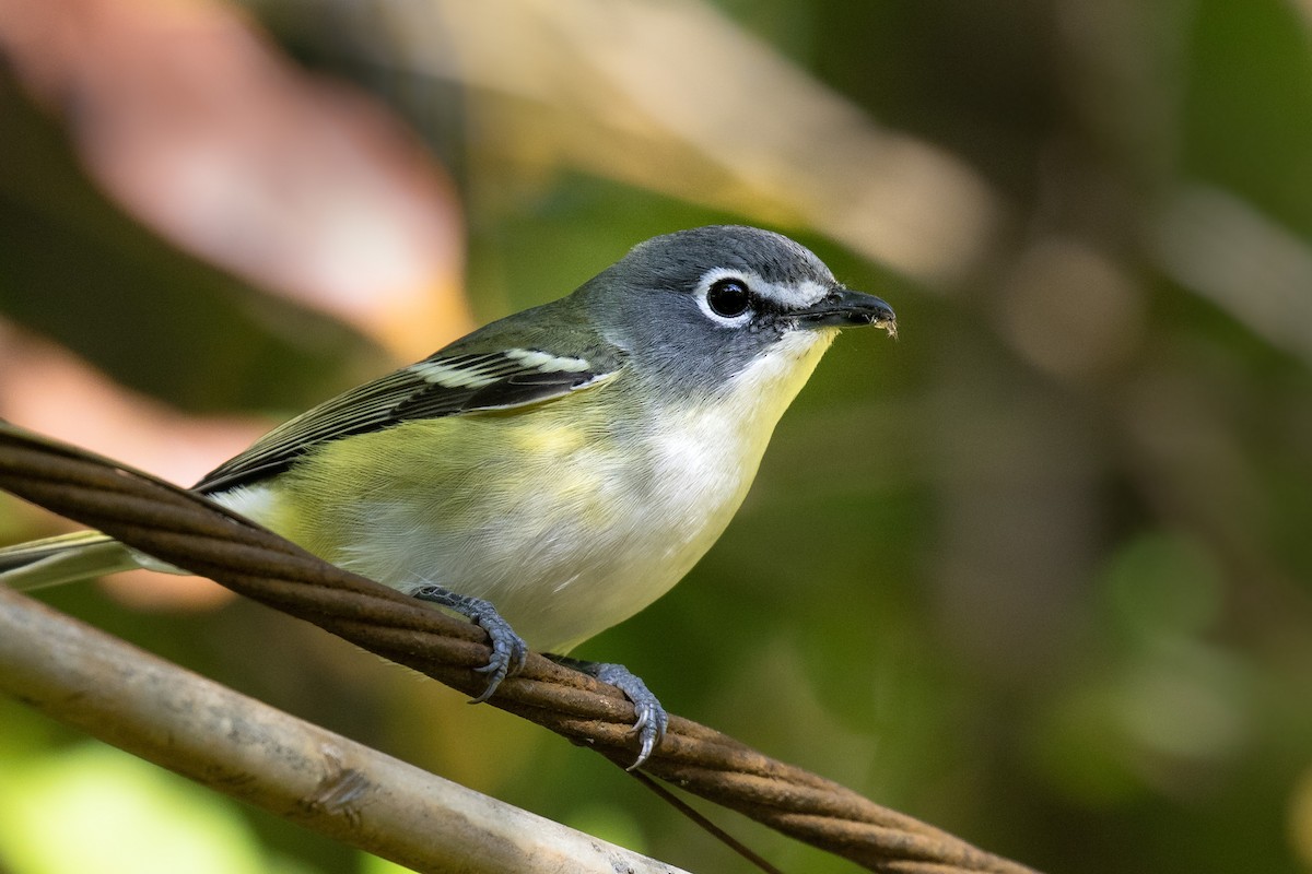 Blue-headed Vireo - ML186332391