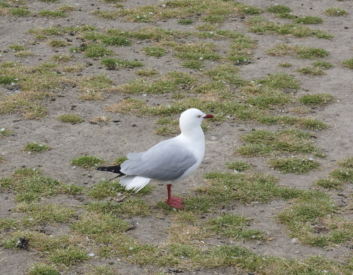 Silver Gull - ML186333151