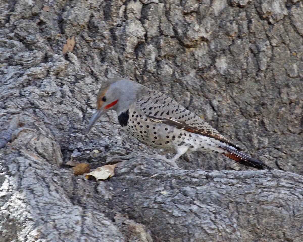 Northern Flicker (Red-shafted) - ML186334341