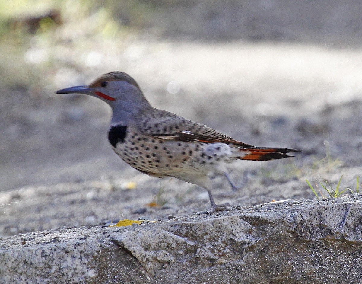 Northern Flicker (Red-shafted) - ML186334371