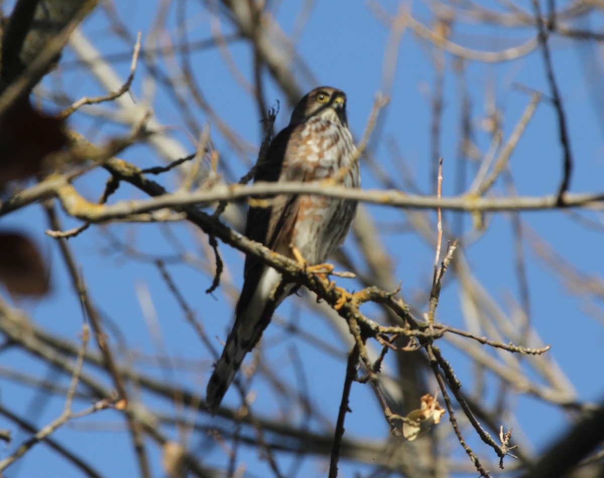 Sharp-shinned Hawk - James (Jim) Holmes