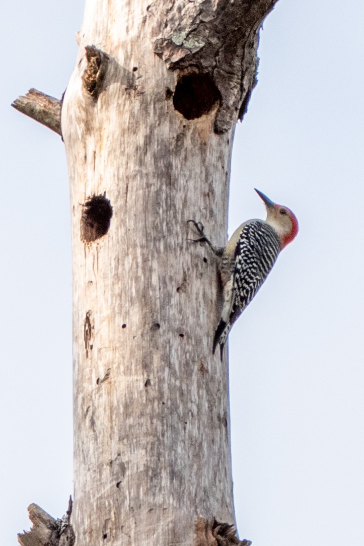 Red-bellied Woodpecker - Rackoff Wayne