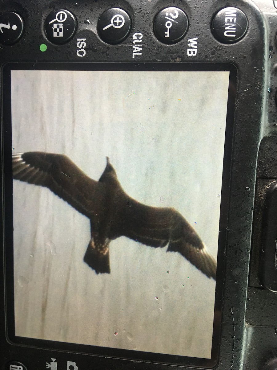 Parasitic Jaeger - ML186336331